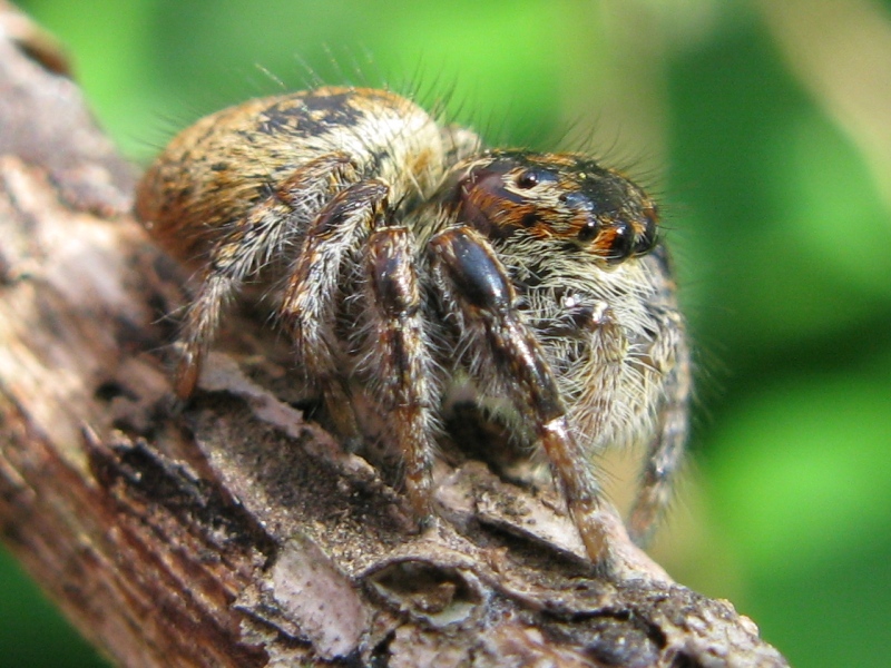 Carrhotus xanthogramma